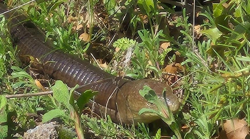 Demir yılan Bozkurt&rsquo;ta ortaya &ccedil;ıktı