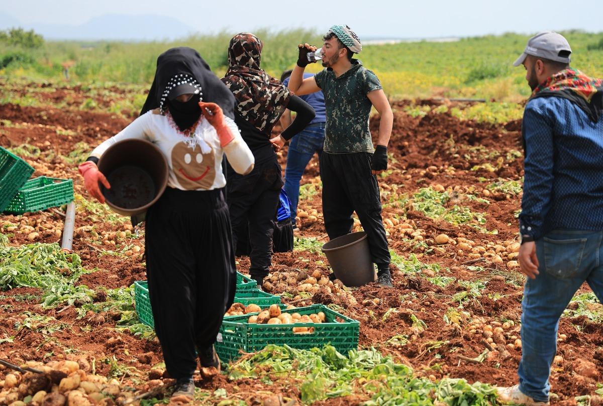 3 ton verim aldılar! Boyutuna g&ouml;re fiyatı değişiyor 1