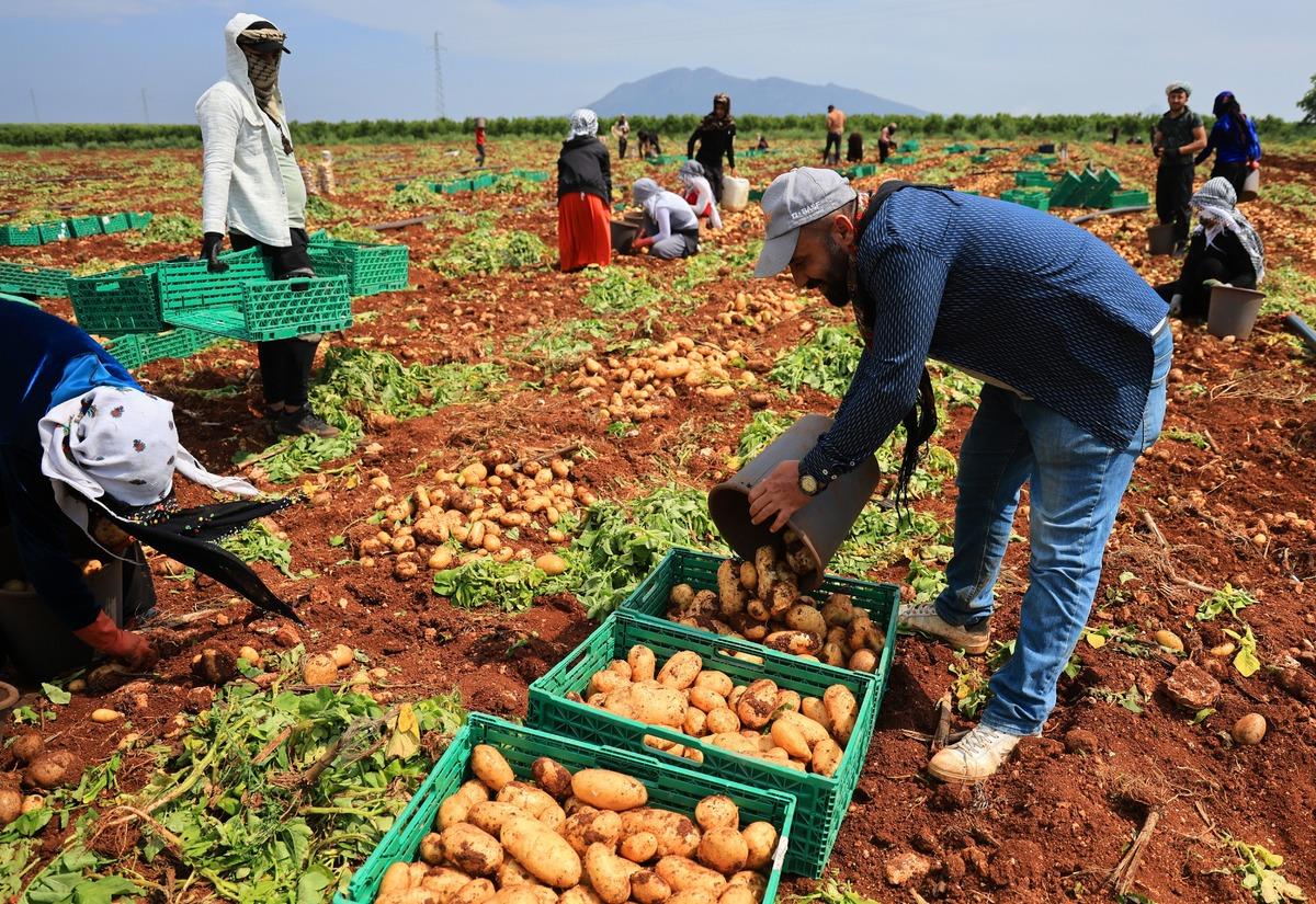 3 ton verim aldılar! Boyutuna g&ouml;re fiyatı değişiyor 2