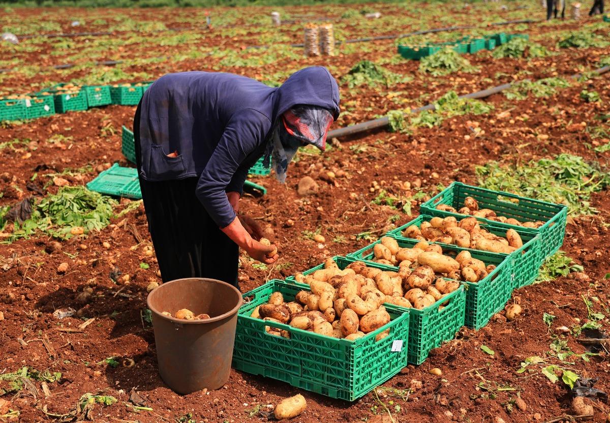 3 ton verim aldılar! Boyutuna g&ouml;re fiyatı değişiyor 3