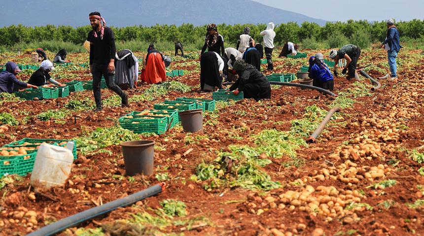 3 ton verim aldılar! Boyutuna g&ouml;re fiyatı değişiyor