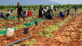 3 ton verim aldılar! Boyutuna göre fiyatı değişiyor