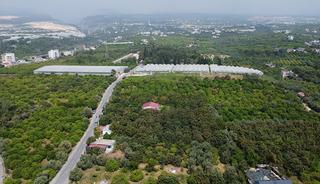 'Sarı altın' d&ouml;nemi başladı: İ&ccedil; pazar 50-100 TL, dış pazar 4 dolar