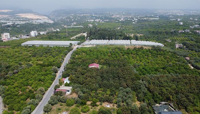 'Sarı altın' d&ouml;nemi başladı: İ&ccedil; pazar 50-100 TL, dış pazar 4 dolar