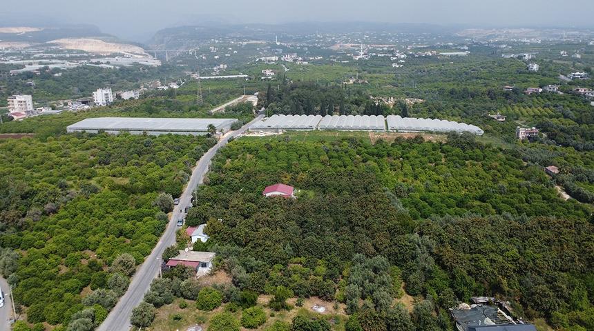 'Sarı altın' d&ouml;nemi başladı: İ&ccedil; pazar 50-100 TL, dış pazar 4 dolar