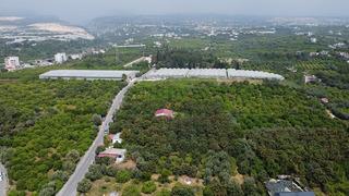 'Sarı altın' dönemi başladı: İç pazar 50-100 TL, dış pazar 4 dolar