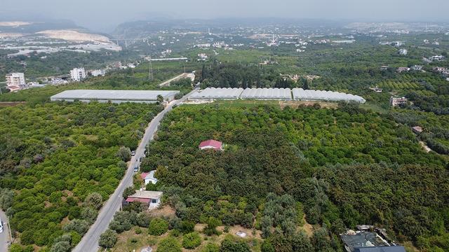 'Sarı altın' dönemi başladı: İç pazar 50-100 TL, dış pazar 4 dolar