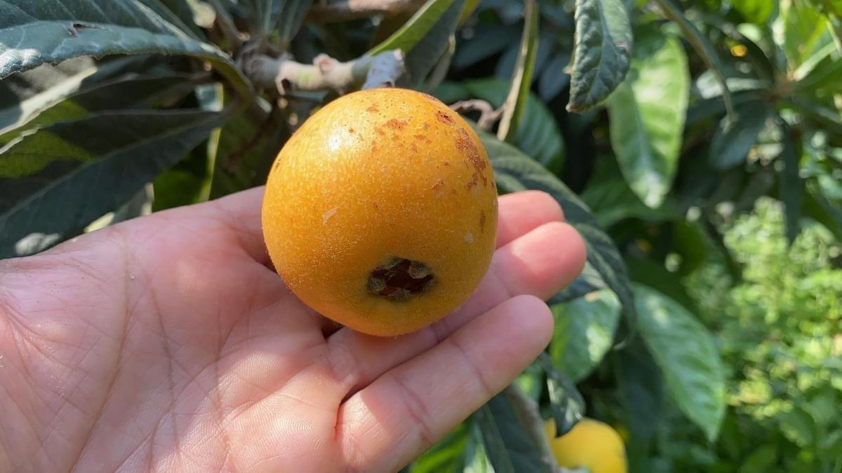  Sarı altın  d&ouml;nemi başladı: İ&ccedil; pazar 50-100 TL, dış pazar 4 dolar 7