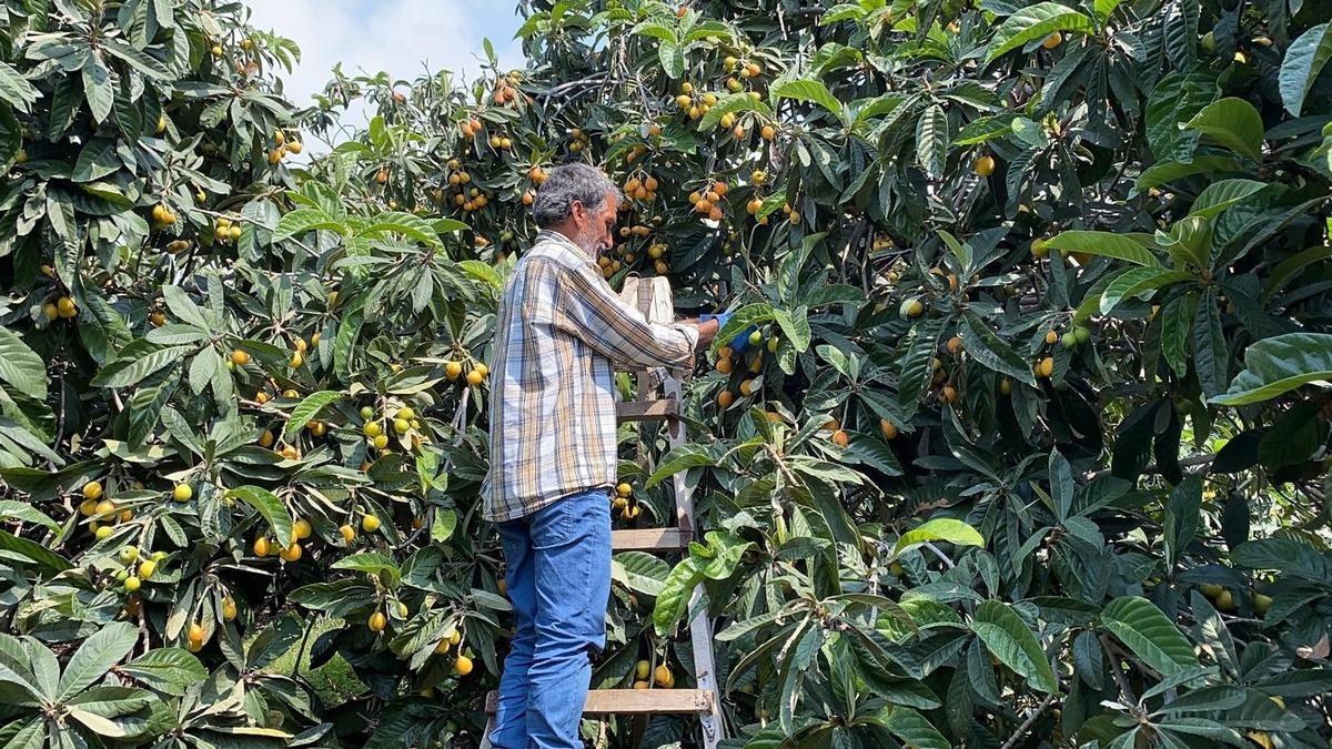  Sarı altın  d&ouml;nemi başladı: İ&ccedil; pazar 50-100 TL, dış pazar 4 dolar 8