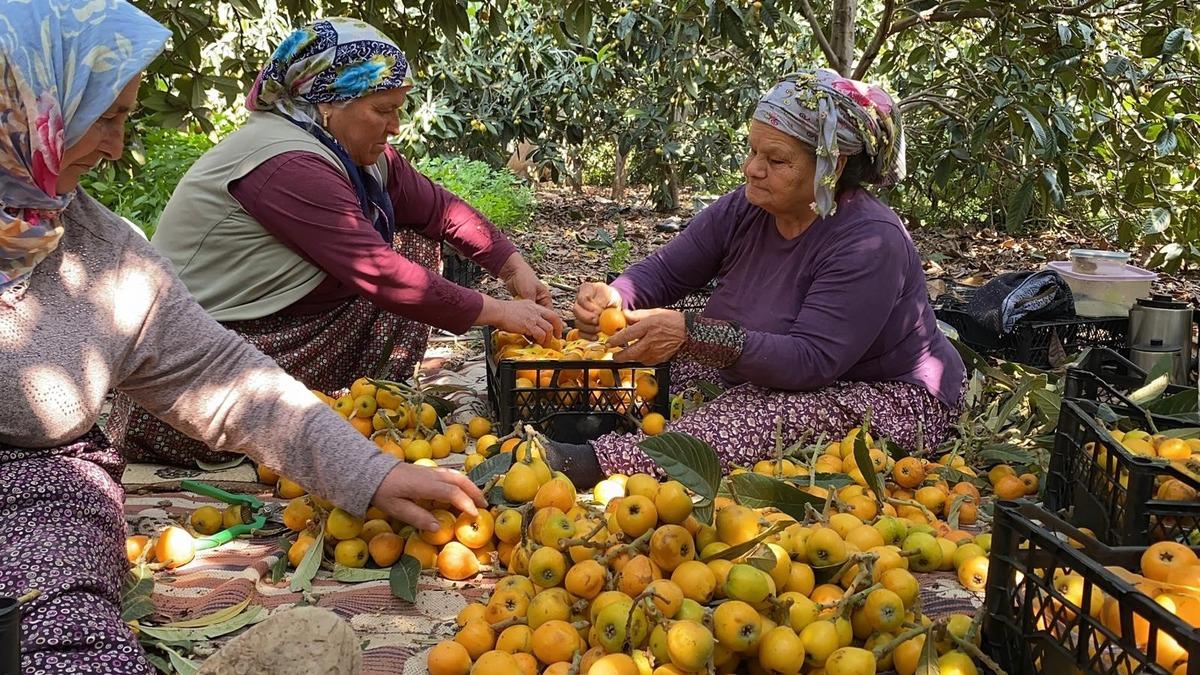  Sarı altın  d&ouml;nemi başladı: İ&ccedil; pazar 50-100 TL, dış pazar 4 dolar 3