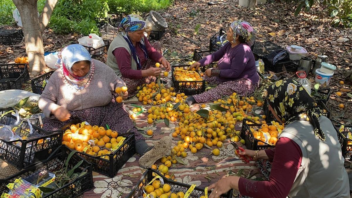  Sarı altın  d&ouml;nemi başladı: İ&ccedil; pazar 50-100 TL, dış pazar 4 dolar 1