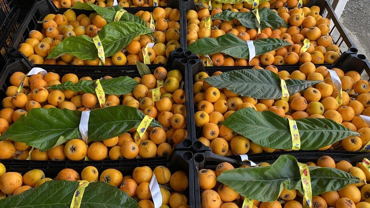  Sarı altın  d&ouml;nemi başladı: İ&ccedil; pazar 50-100 TL, dış pazar 4 dolar 2