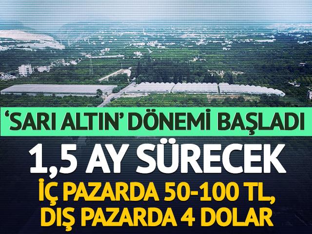 'Sarı altın' d&ouml;nemi başladı: İ&ccedil; pazar 50-100 TL, dış pazar 4 dolar