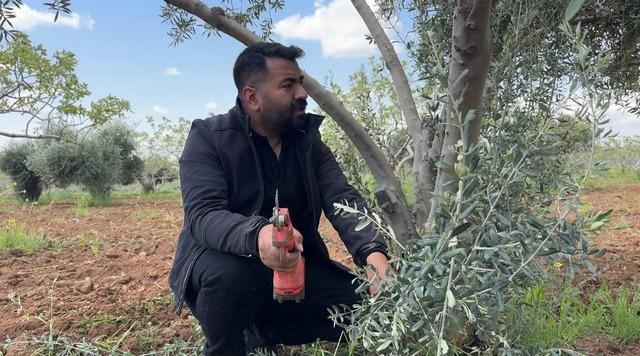 Şanlıurfa’da zeytin üreticilerine kritik uyarı 1