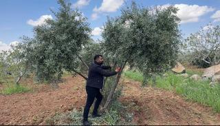 Şanlıurfa&rsquo;da zeytin &uuml;reticilerine kritik uyarı