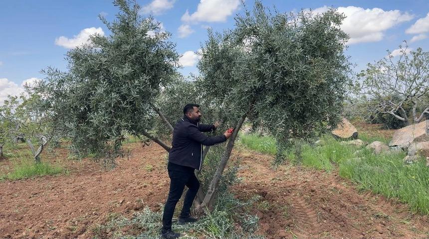Şanlıurfa&rsquo;da zeytin &uuml;reticilerine kritik uyarı