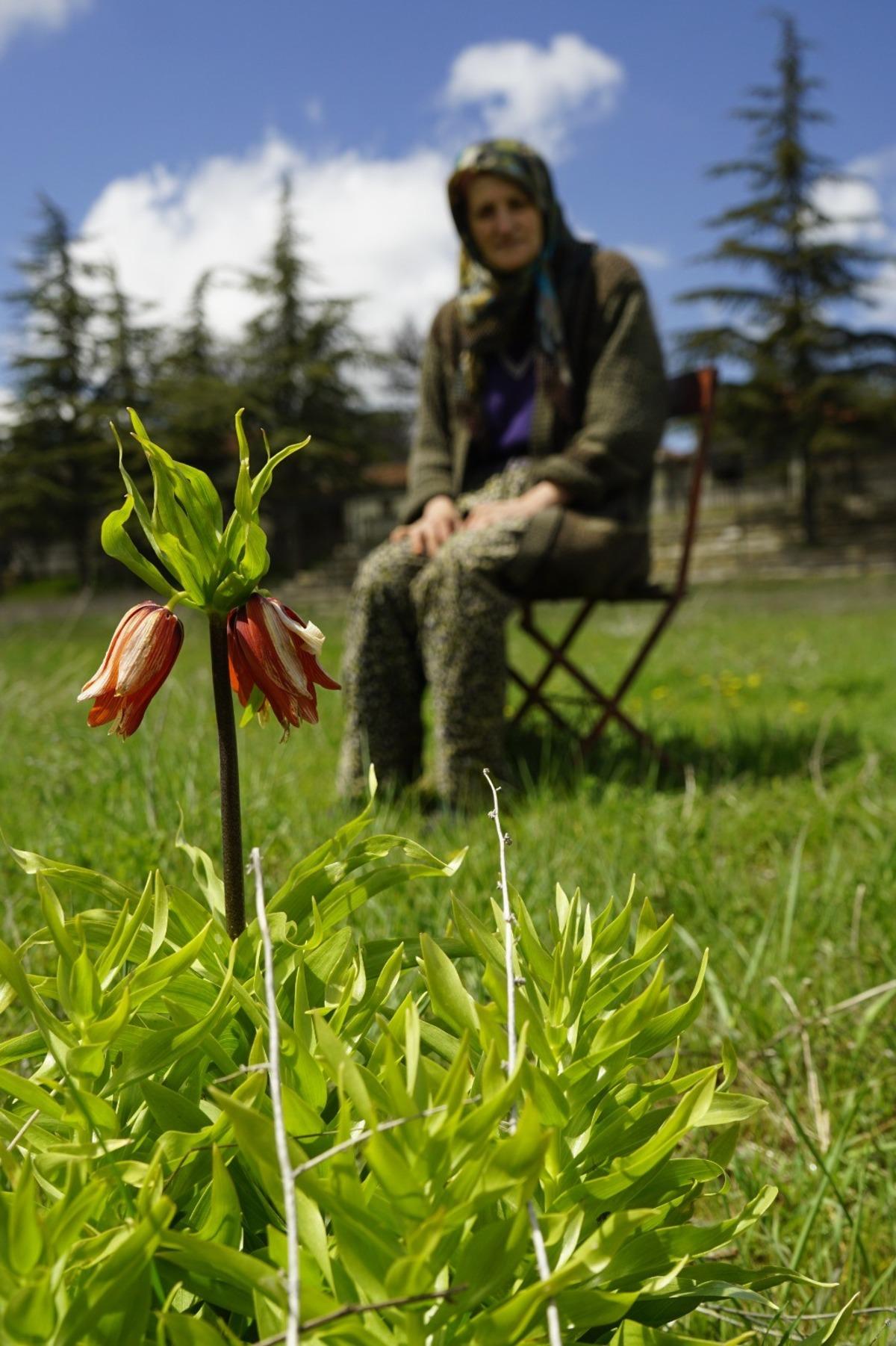 5 yıl sonra a&ccedil;tı: Bu &ccedil;i&ccedil;eğe zarar vermenin cezası 700 bin TL! 1