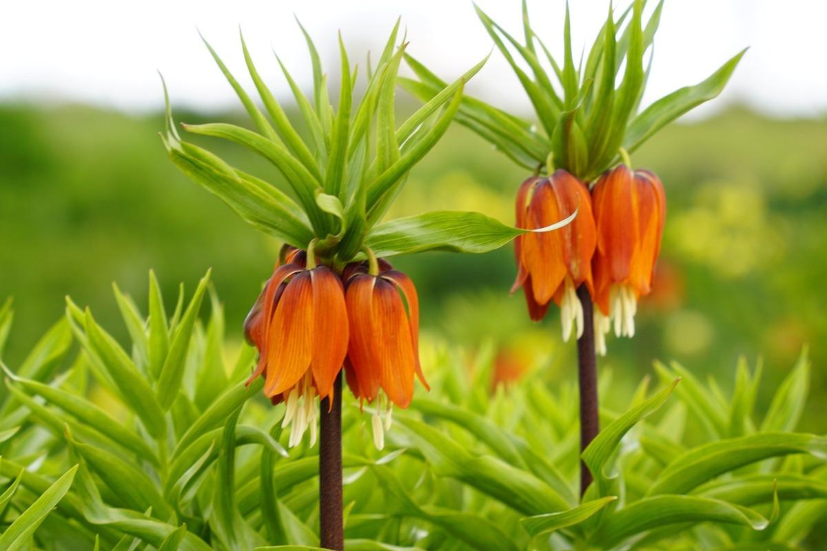 5 yıl sonra a&ccedil;tı: Bu &ccedil;i&ccedil;eğe zarar vermenin cezası 700 bin TL! 2