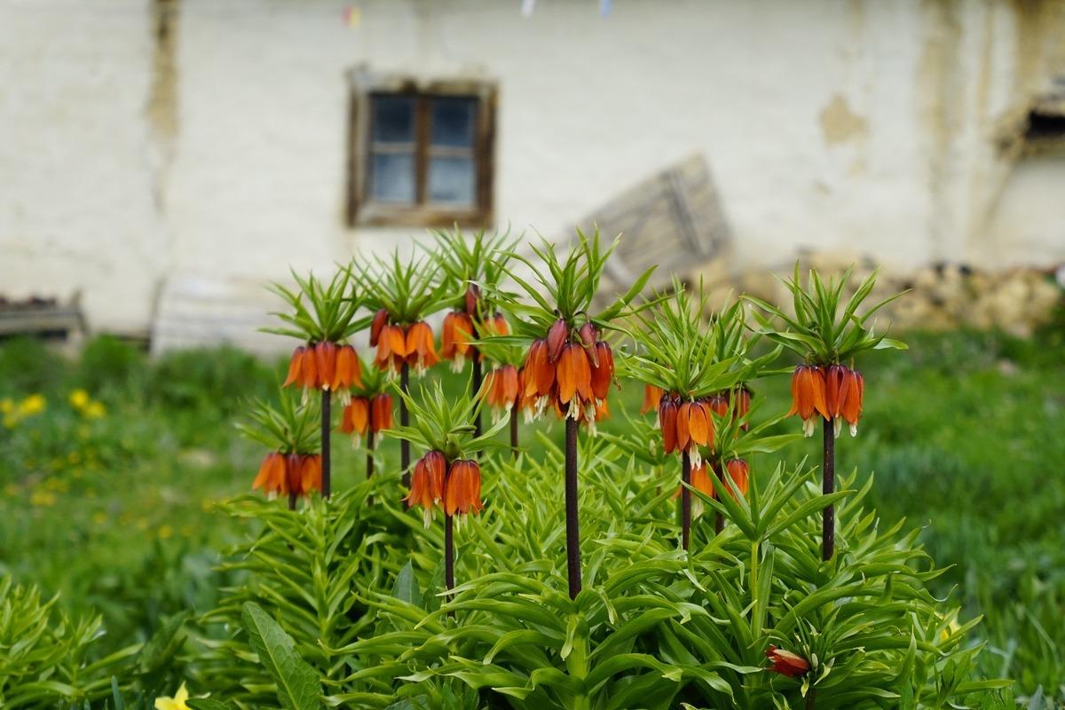 5 yıl sonra a&ccedil;tı: Bu &ccedil;i&ccedil;eğe zarar vermenin cezası 700 bin TL! 3