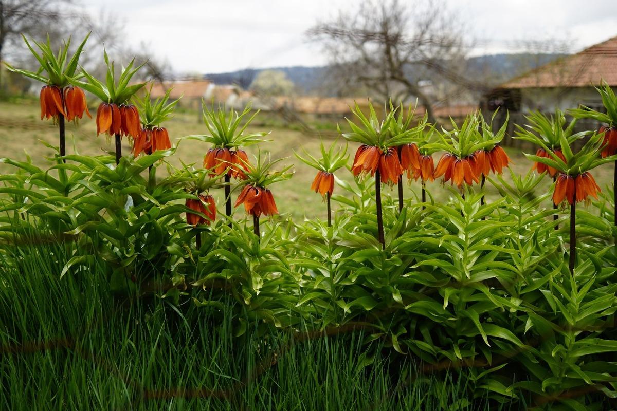 5 yıl sonra a&ccedil;tı: Bu &ccedil;i&ccedil;eğe zarar vermenin cezası 700 bin TL! 4