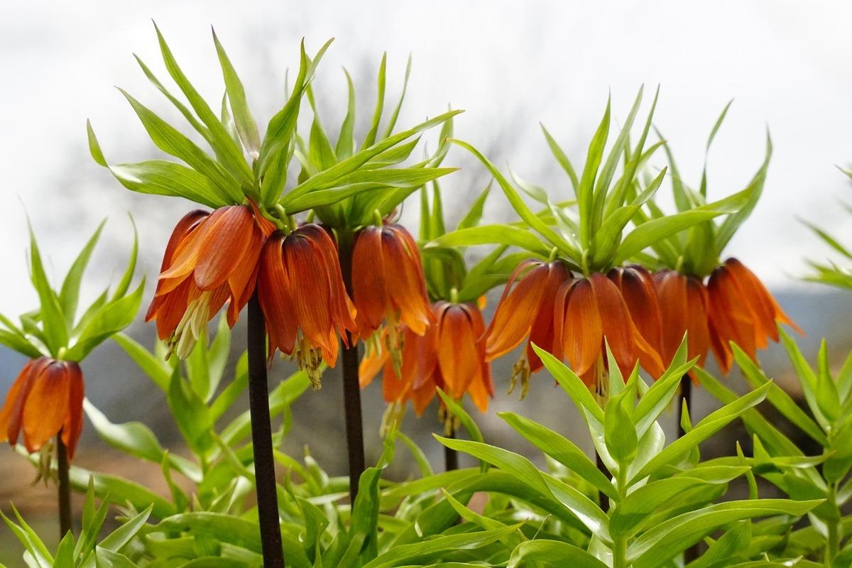 5 yıl sonra a&ccedil;tı: Bu &ccedil;i&ccedil;eğe zarar vermenin cezası 700 bin TL! 5