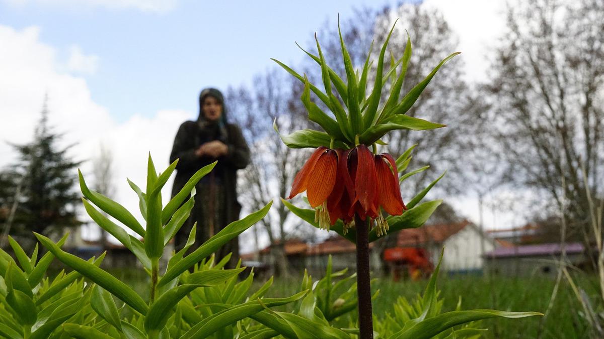5 yıl sonra açtı: Bu çiçeğe zarar vermenin cezası 700 bin TL!