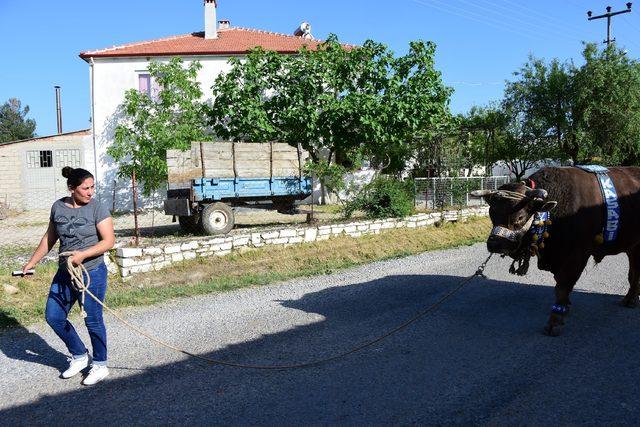 Rana hanımın boğa güreşi tutkusu