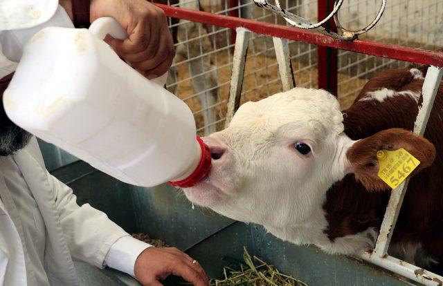 Buzağı ölümlerini önlemek için 'Buzağı Can Sütü' projesi