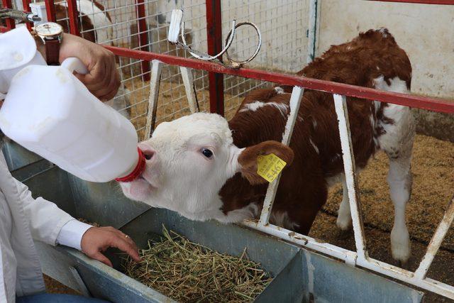 Buzağı ölümlerini önlemek için 'Buzağı Can Sütü' projesi