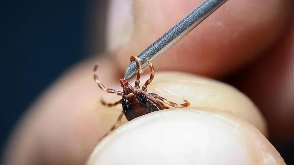 "Vaka sayısı artacak, ölümcül olabiliyor, ciddiye alalım"