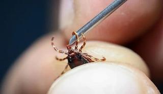 Vaka sayısı artacak, &ouml;l&uuml;mc&uuml;l olabiliyor, ciddiye alalım