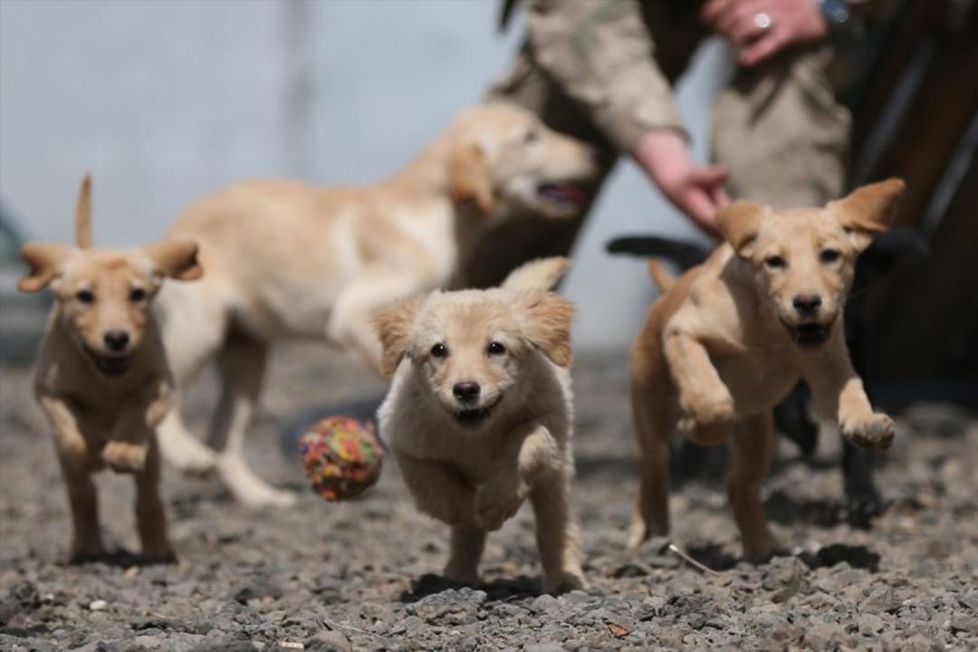 Ter&ouml;rle m&uuml;cadelenin patlayıcı avcılarına hassas eğitim 