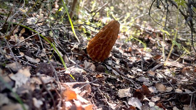 Kilosu 2 bin TL: Toplayıp satmak için akın ediyorlar