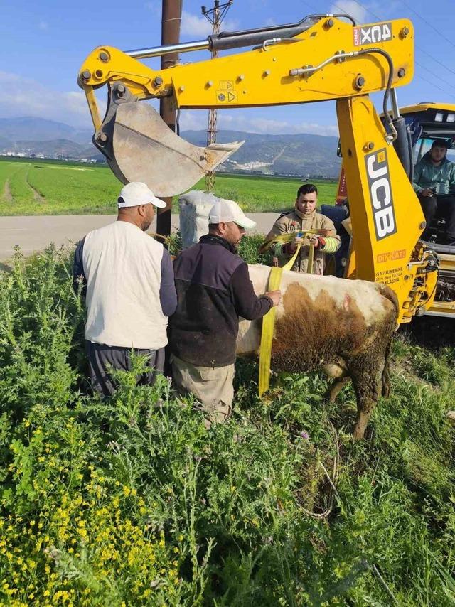Antakya&rsquo;da kuyuya d&uuml;şen b&uuml;y&uuml;kbaş hayvan kurtarıldı 1