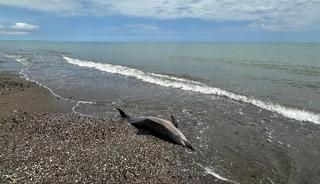 Samsun'da sahile vuran &ouml;l&uuml; yunuslar tedirgin ediyor