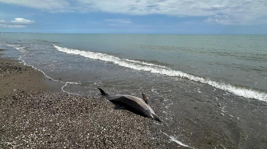 Samsun'da sahile vuran &ouml;l&uuml; yunuslar tedirgin ediyor