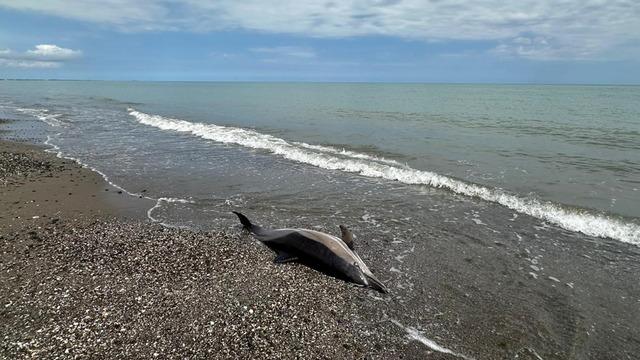 Samsun'da sahile vuran ölü yunuslar tedirgin ediyor