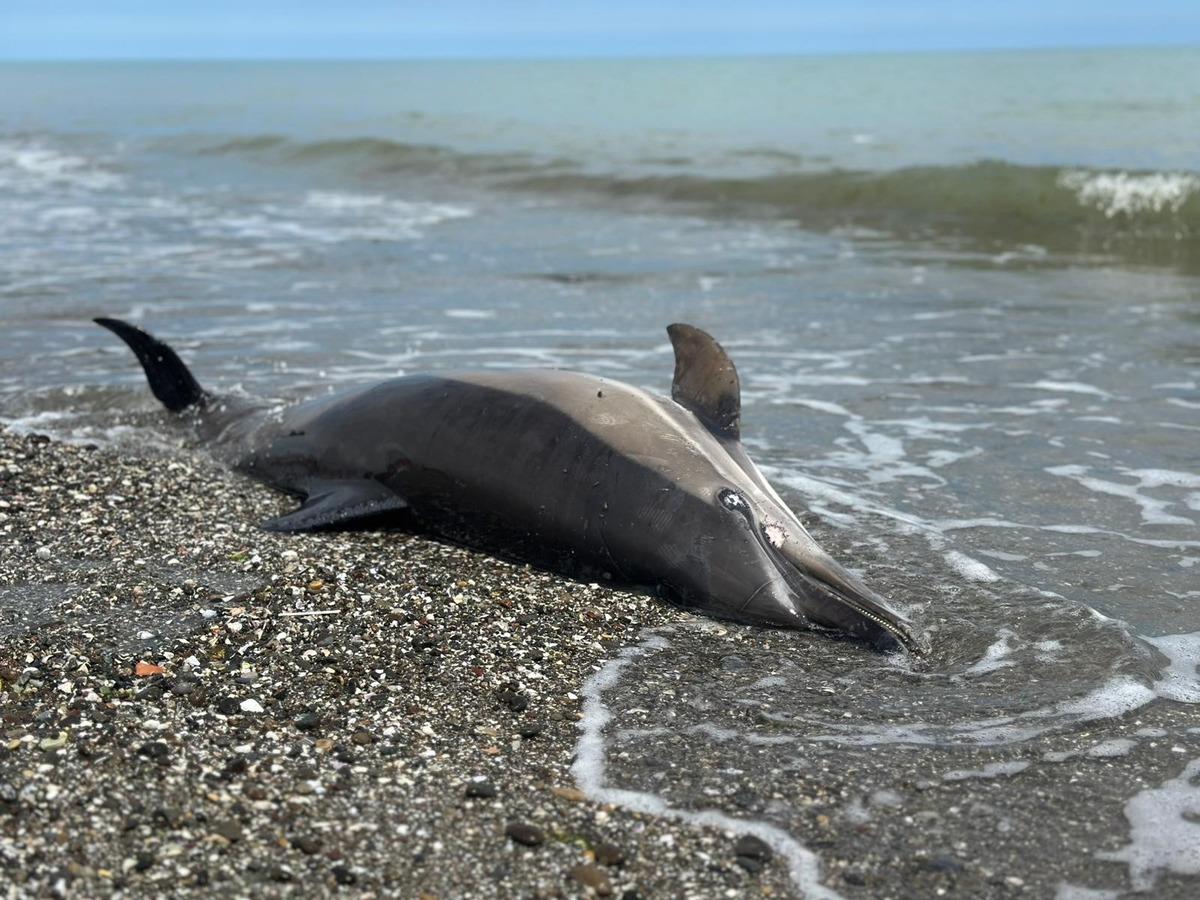 Samsun da sahile vuran &ouml;l&uuml; yunuslar tedirgin ediyor 2