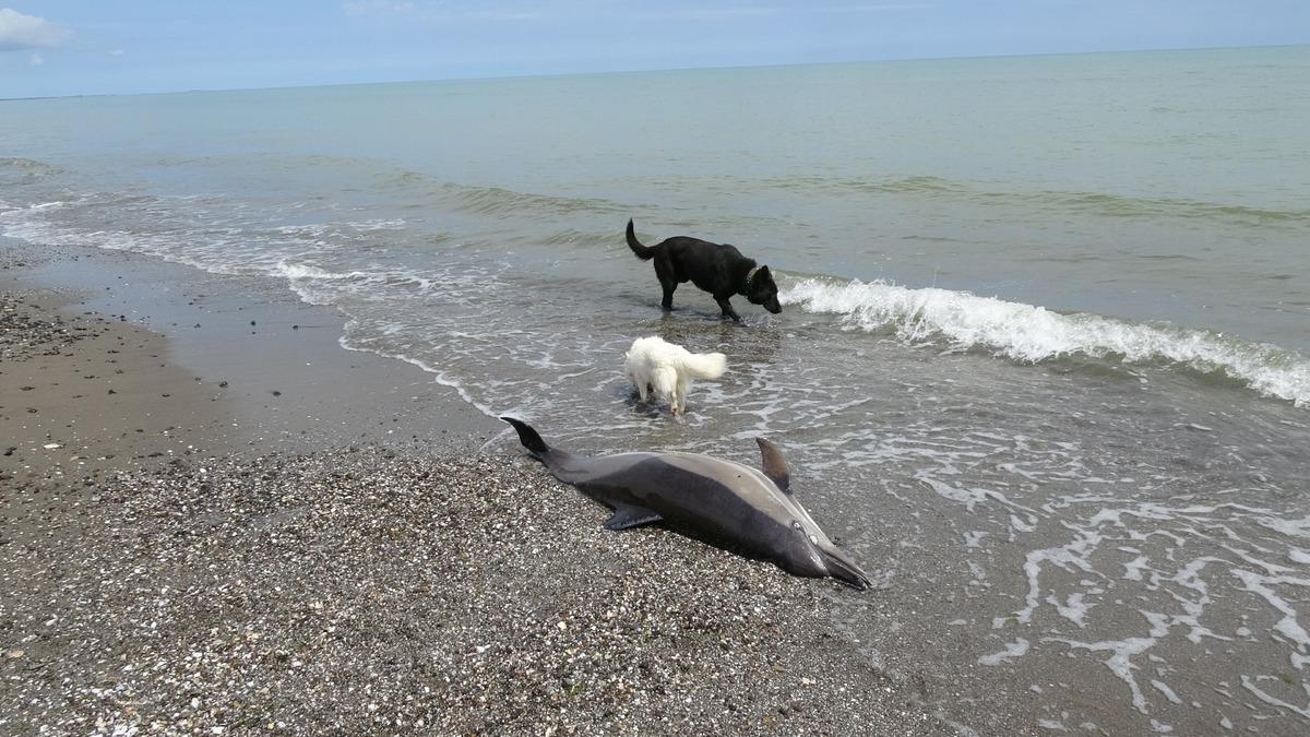Samsun da sahile vuran &ouml;l&uuml; yunuslar tedirgin ediyor 1