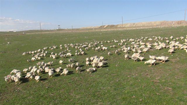 Doğu Ekspresi seferleri, kaz eti satışını artırdı