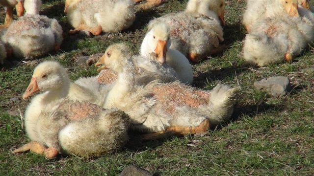 Doğu Ekspresi seferleri, kaz eti satışını artırdı