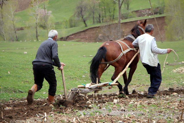 Mazot zammı çiftçiyi karasabana geri döndürdü