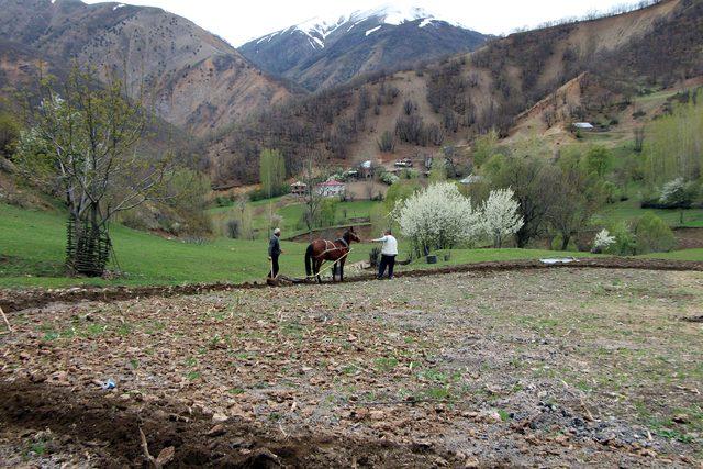 Mazot zammı çiftçiyi karasabana geri döndürdü