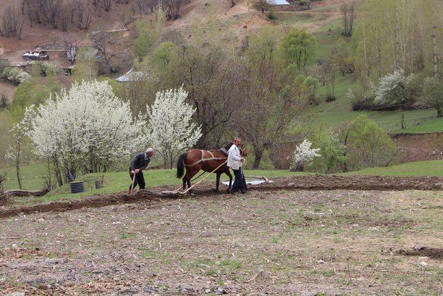 Mazot zammı çiftçiyi karasabana geri döndürdü