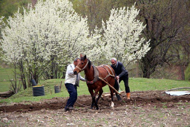 Mazot zammı çiftçiyi karasabana geri döndürdü