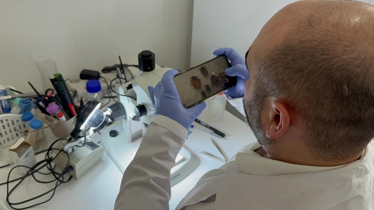 İklim değişti, tehlike b&uuml;y&uuml;d&uuml;: Keneler neden artıyor? 1