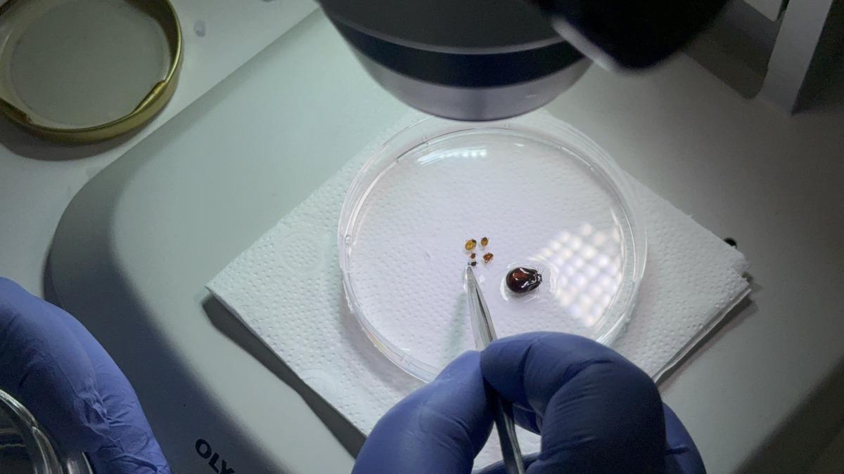 İklim değişti, tehlike b&uuml;y&uuml;d&uuml;: Keneler neden artıyor? 2