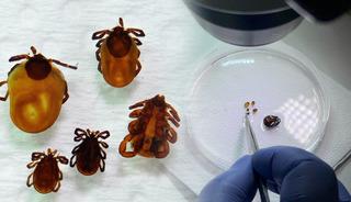 İklim değişti, tehlike b&uuml;y&uuml;d&uuml;: Keneler neden artıyor?