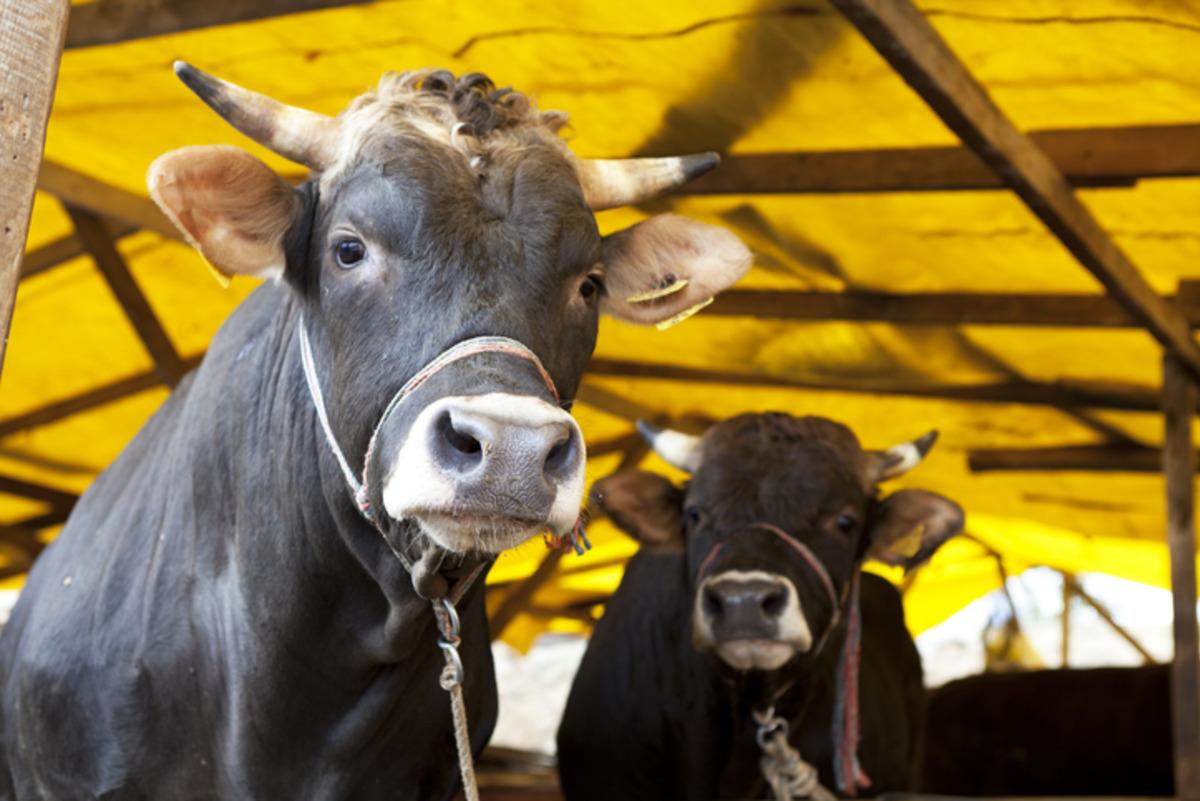 Fiyatlar artınca &lsquo;kira almasınlar&rsquo; talebi geldi! 1