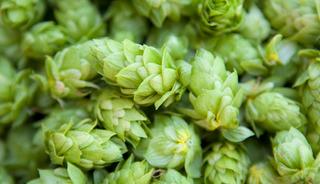 T&uuml;rkiye'de &ccedil;&ouml;pe gidiyor Avrupa'da 53 bine satılıyor! D&uuml;nyanın en pahalı sebzesi